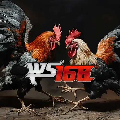 WS 168 CockFighting | WS168 Provider | Asiabola